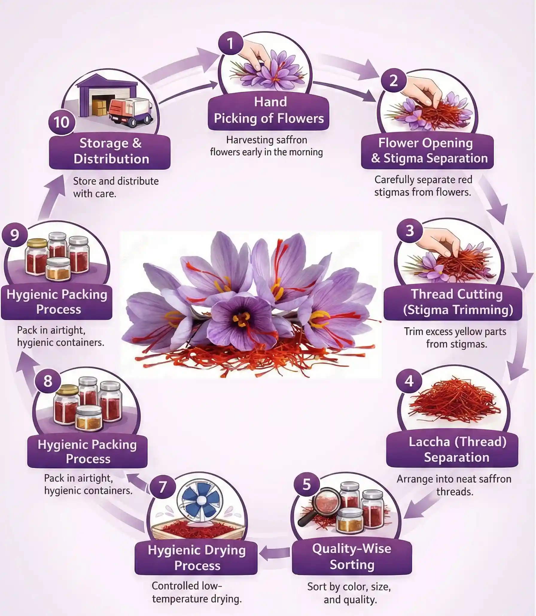 Kashmiri Saffron Processing Steps